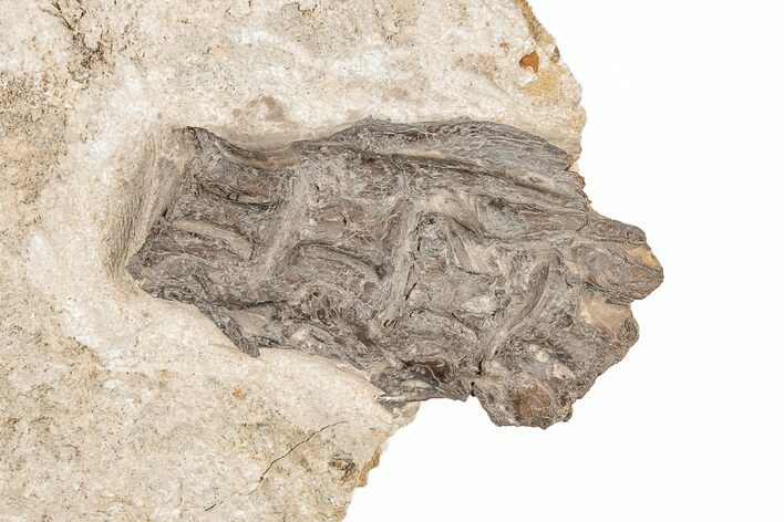 Fossil Fish (Ichthyodectes) Vertebrae - Kansas #197695